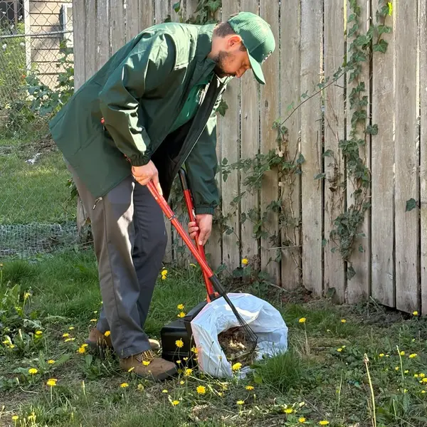 Your Doody Free scooper in green uniform and branded cap, scooping along a fence line in Federal Way